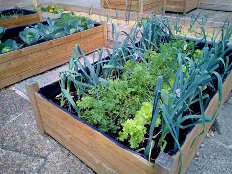 Organic Terrace Gardening A Full Guide Gardening Tips