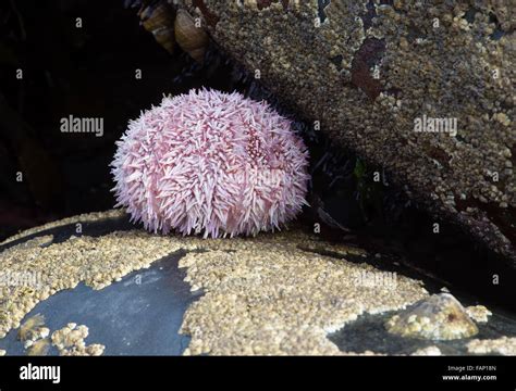 Common Sea Urchin Echinus Esculentus Stock Photo Alamy