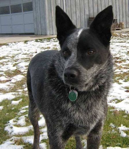 A Black And Gray Dog Standing In The Snow Next To A Building With A