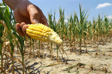 Hot Weather Wreaking Havoc On Corn Crops Ctv News