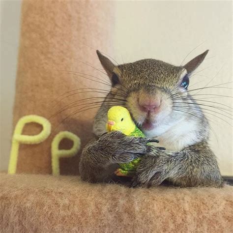 Pet Squirrel Instagram Popsugar Pets