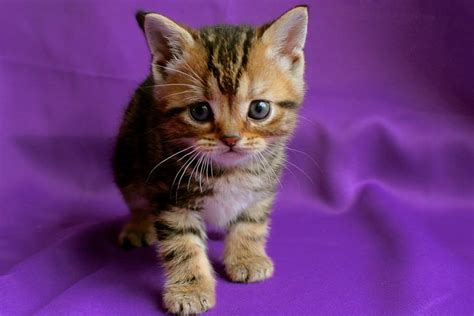 American Shorthair Brown Tabby Kitten 2015 Silver Shorthairs