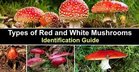 Types Of Red And White Mushrooms With Pictures Identification Guide
