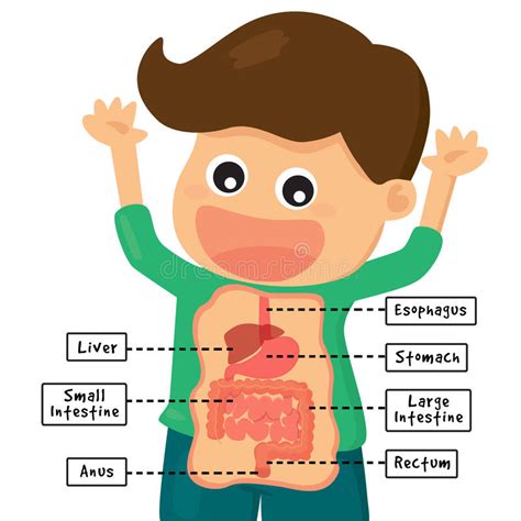 Human Digestion System Stock Illustration Illustration Of Anus 42102739
