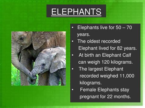 Ppt Elephants Powerpoint Presentation Free Download Id2478924