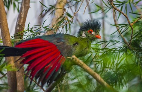 10 Aves Exóticas Que Son únicas Por Su Belleza Va A Gustarme