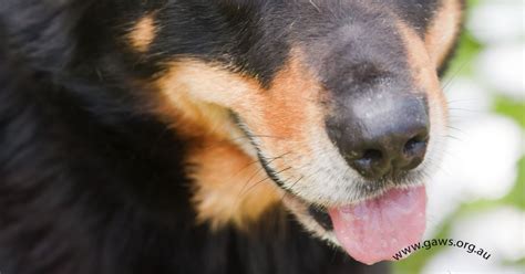 Buddy Id17466 Large Male Alaskan Malamute X Rottweiler Mix Dog In Vic