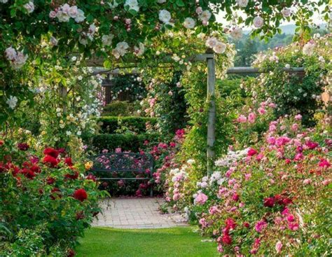 40 Awesome Eden Rose Garden To Enhance Your Beautiful Garden