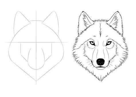 Easy Drawing Tutorials For Beginner And Intermediate Artists Wolf Face