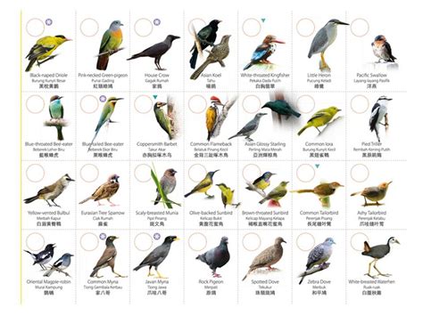 What kind of birds live on landfills? Types Of Birds - WeNeedFun