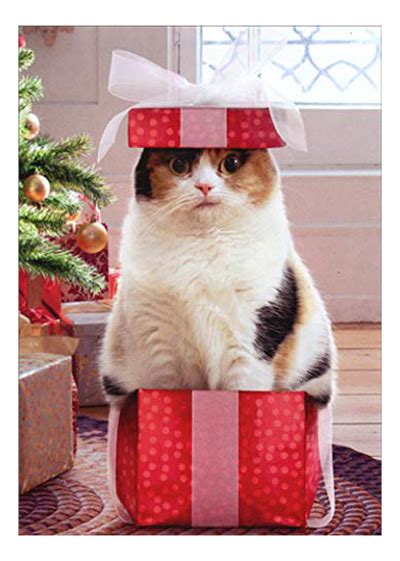 Cute And Quirky Christmas Cards For Cat Lovers Meow As Fluff