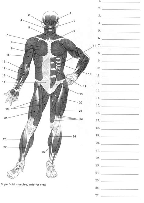 Anatomy Fill In The Blank Worksheets College