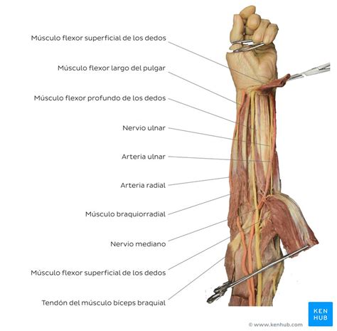 Nervio Cubital Ulnar Origen Curso Ramos Inervación Kenhub