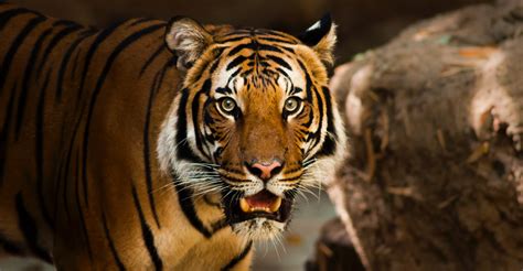 Best Parks To See Tigers In India Approach Guides