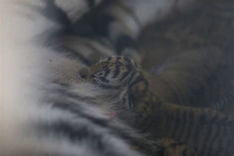 First Look At The New Bengal Tiger Cubs In Istanbul Middle East Monitor
