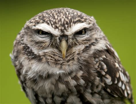11 Grumpy Animals Wholl Raise Your Spirits Life Death Prizes