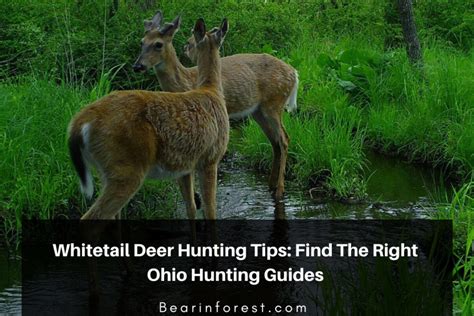 Whitetail Deer Hunting Tips Find The Right Ohio Hunting Guides