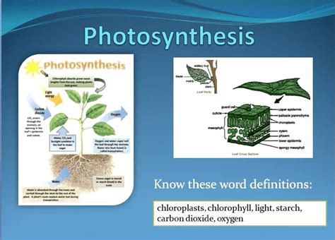 Final Photosynthesis Grade 6 Copy Youtube