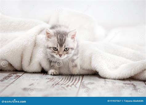 curious gray kitten stock image image of mammal kitty 91937567