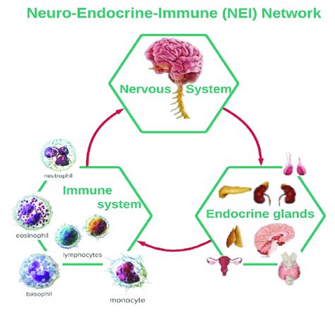 The Neuro Endocrine Immune Nei Network Download Scientific Diagram
