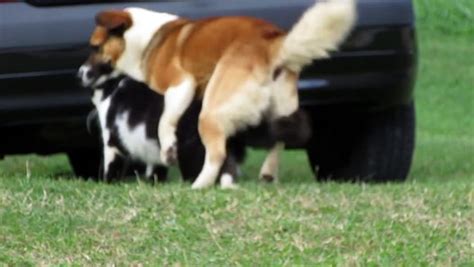 Cat And Dog Mating Breeding Video Dailymotion