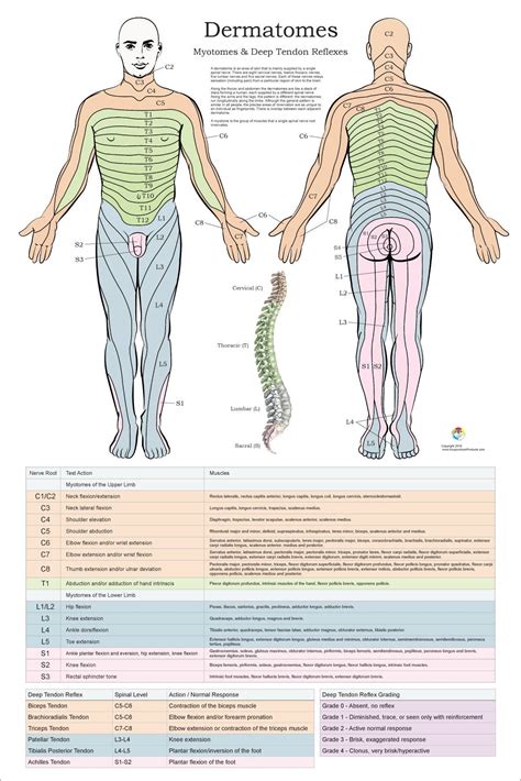 Dermatomes Myotomes And Dtr Poster X Chiropractic Medical Nervous System Chart Spinal