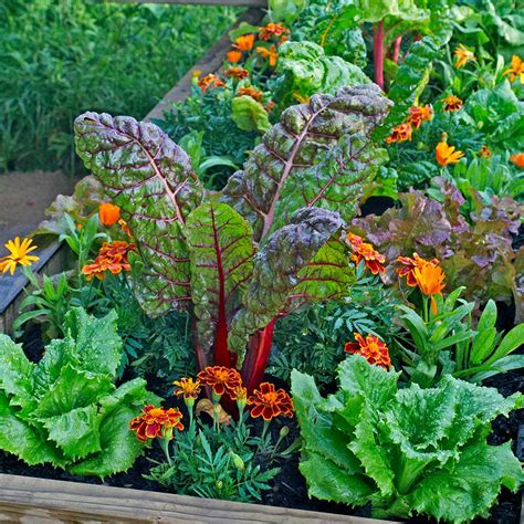 Plant These Vegetables In Your Fall Garden The Home Depot