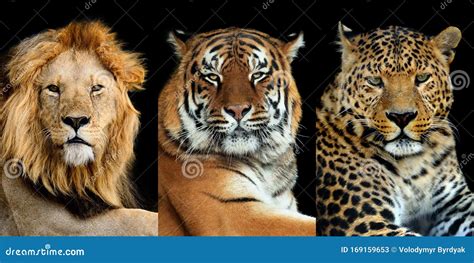 Three Big Wild Cats Leopard Tiger Lion Stock Image Image Of