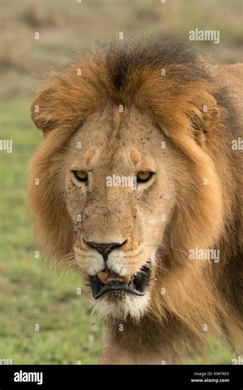 Full Grown Lion Hi Res Stock Photography And Images Alamy