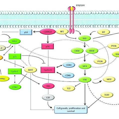 Main Pathways Involved In Melanomagenesis Genes And Proteins Are