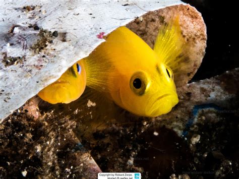 Gobiodon Okinawae Okinawa Goby Yellow Coral Goby Yellow Coralgoby
