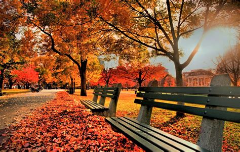 Download Colorful Leaf Tree Bench Fall Photography Park 4k Ultra Hd