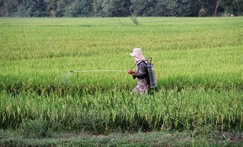 A pest is an organism with characteristics that people see as damaging or unwanted, as it harms weevils. Pesticide overuse a top food safety concern - Environment ...