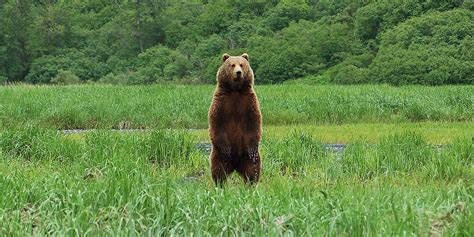 Kodiak Alaska Bear Viewing Tours Spirit Of Alaska