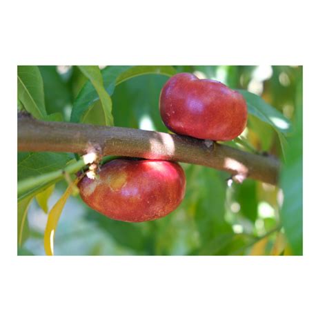 Snack Time Nectarine Tree Store Tomorrows Harvest By Burchell Nursery