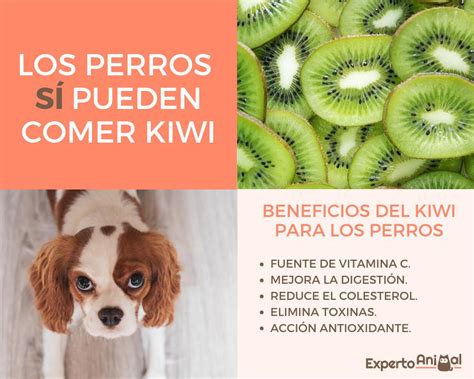 Introducir 151 Images Los Perros Pueden Comer Manzana Viaterramx