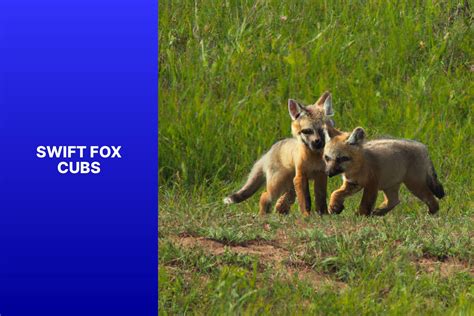 Discover Adorable Swift Fox Cubs Fun Facts Behavior And Conservation