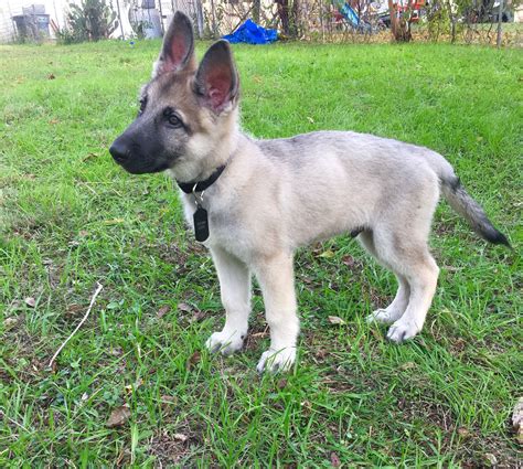 Sable german shepherd fact table German Shepherd Puppy Silver Sable at 2 Months ️ #GSD #GermanShepherd #Silver #Sable #Black # ...