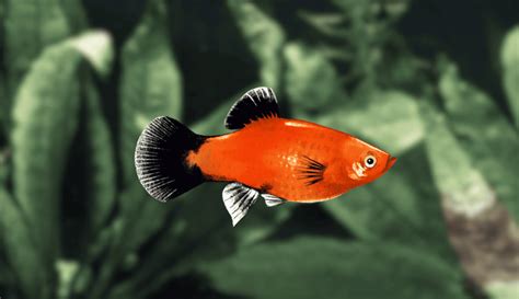 The Complete Guide To Platy Fish Varieties Colors Patterns More