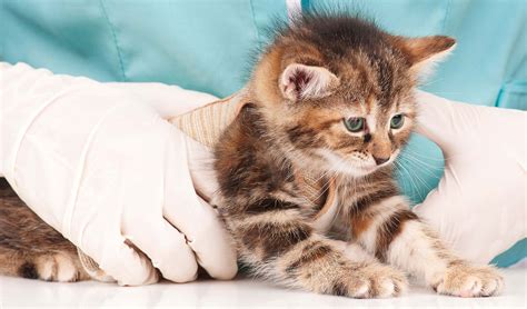 Cat Worms Symptoms And Deworming Information For Cats And Kittens