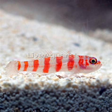 Red Striped Goby Saltwater Aquarium Fish For Marine Aquariums