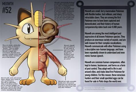 Meowth Anatomy Pokedex Entry By Christopher Stoll On Deviantart