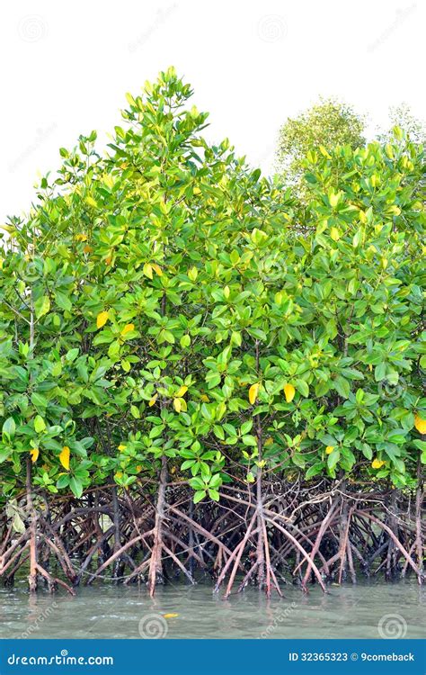 Mangrove Plants Stock Photos Image 32365323