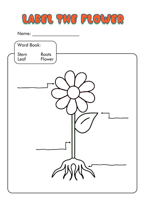 Label The Parts Of A Plant Worksheet