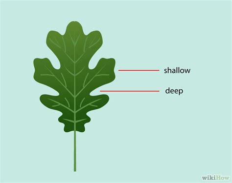 How To Identify Oak Leaves Oak Leaves White Oak Leaf Oak