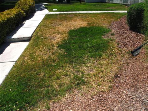 Xtremehorticulture Of The Desert Turfgrass Dead Spots Irrigation Problem