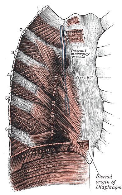 Muscles of the chest, also called the thorax, include both smooth muscles and skeletal muscles. Spine, Chest, Pelvis & Abdomen - The Emergency Physio