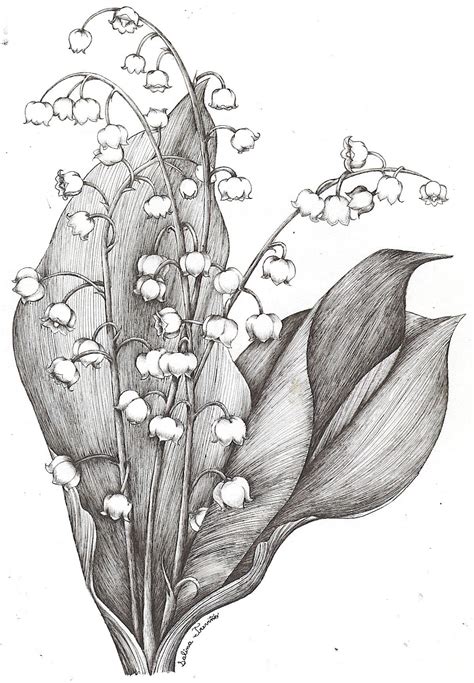 Lily Of The Valley By Moonie Dreamer On Deviantart Flower Drawing