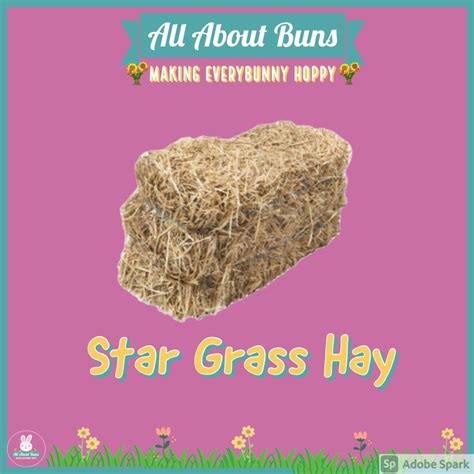 Premium Star Grass Hay For Rabbits Make Mealtime Exciting By Offering