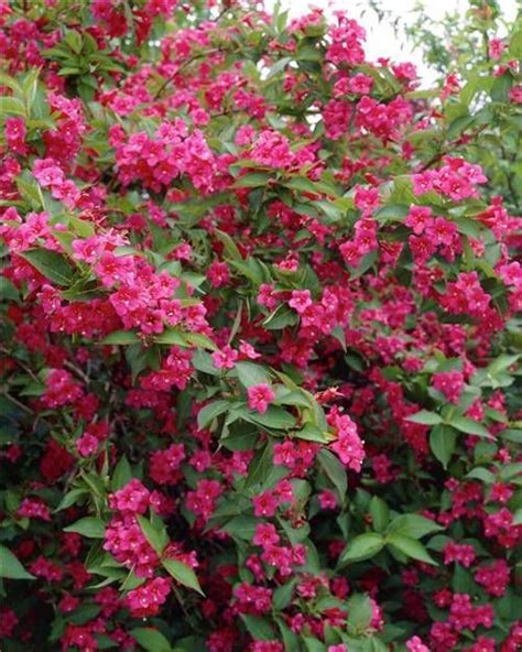 Weigelia Bristol Ruby Arbustes De Jardin Arbuste Arbustes à Fleurs